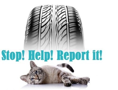 Animal Road Accident Awareness Day 2021