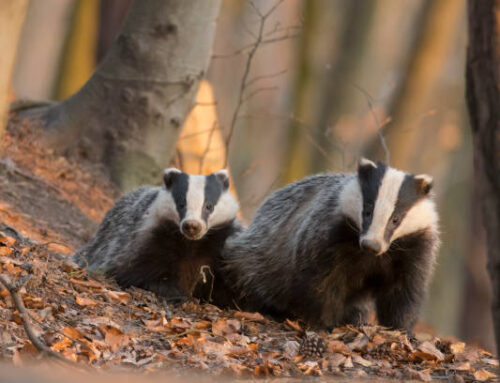 National Badger day