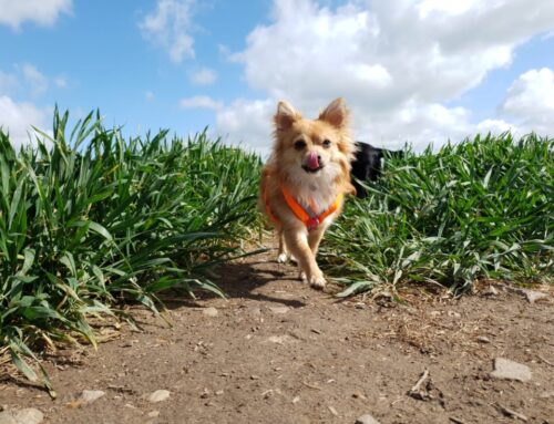 How to keep your pet cool this summer