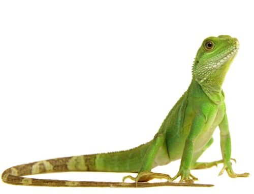 Reptile Awareness Day 2021