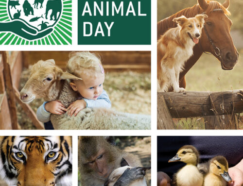 World Animal Day