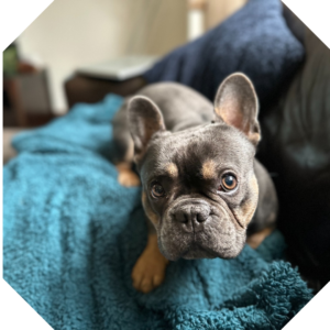 RSPCA – hex mask – web image (6)